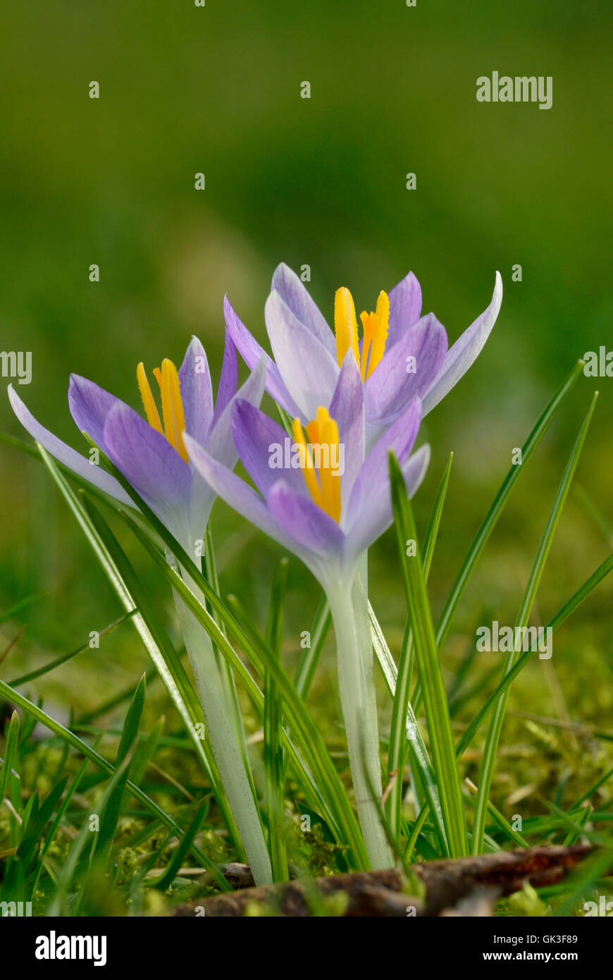flower plant crocus Stock Photo Alamy