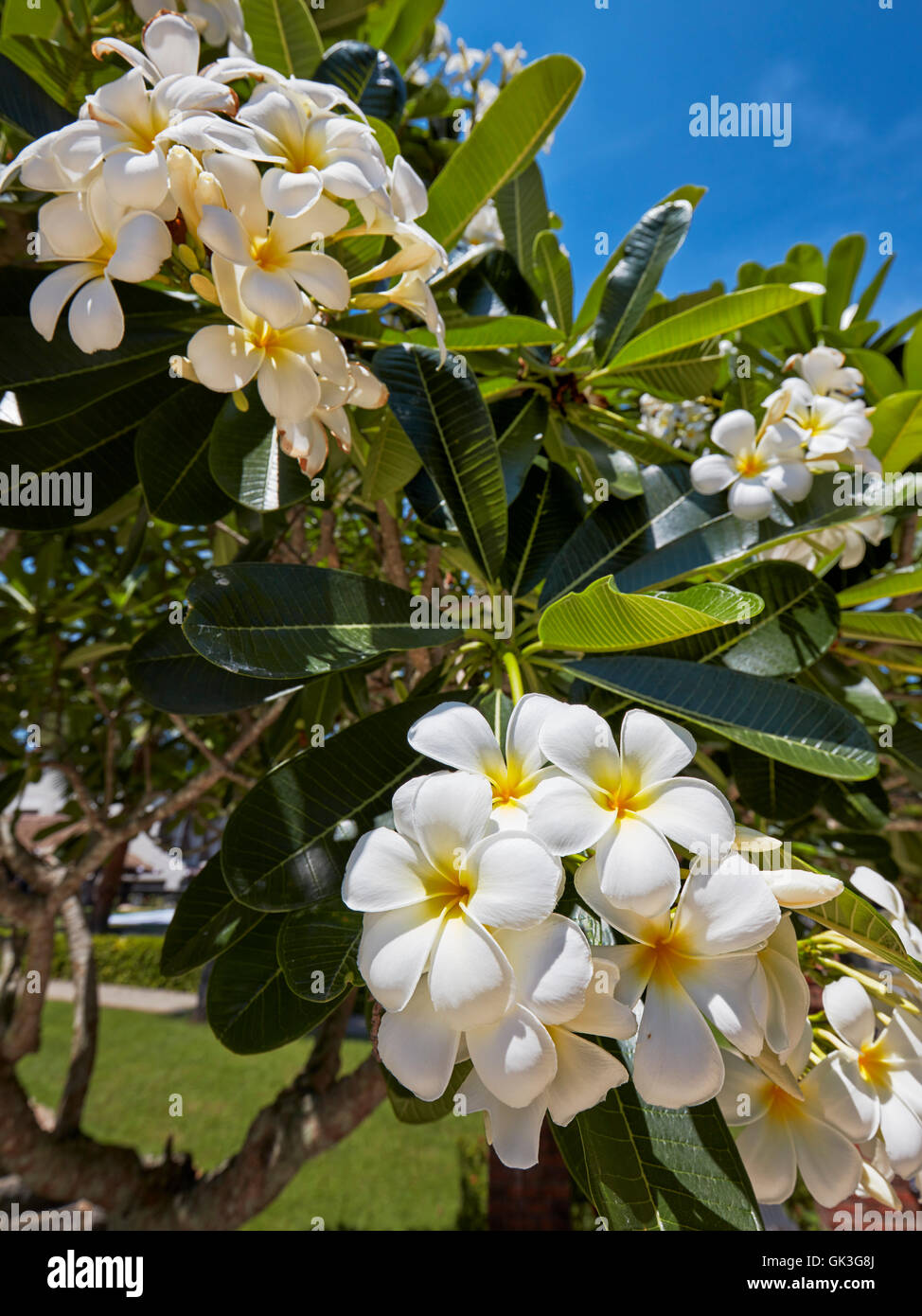 Frangipani flowers. Scientific name: Plumeria obtusa. Hoi An, Quang Nam Province, Vietnam. Stock Photo