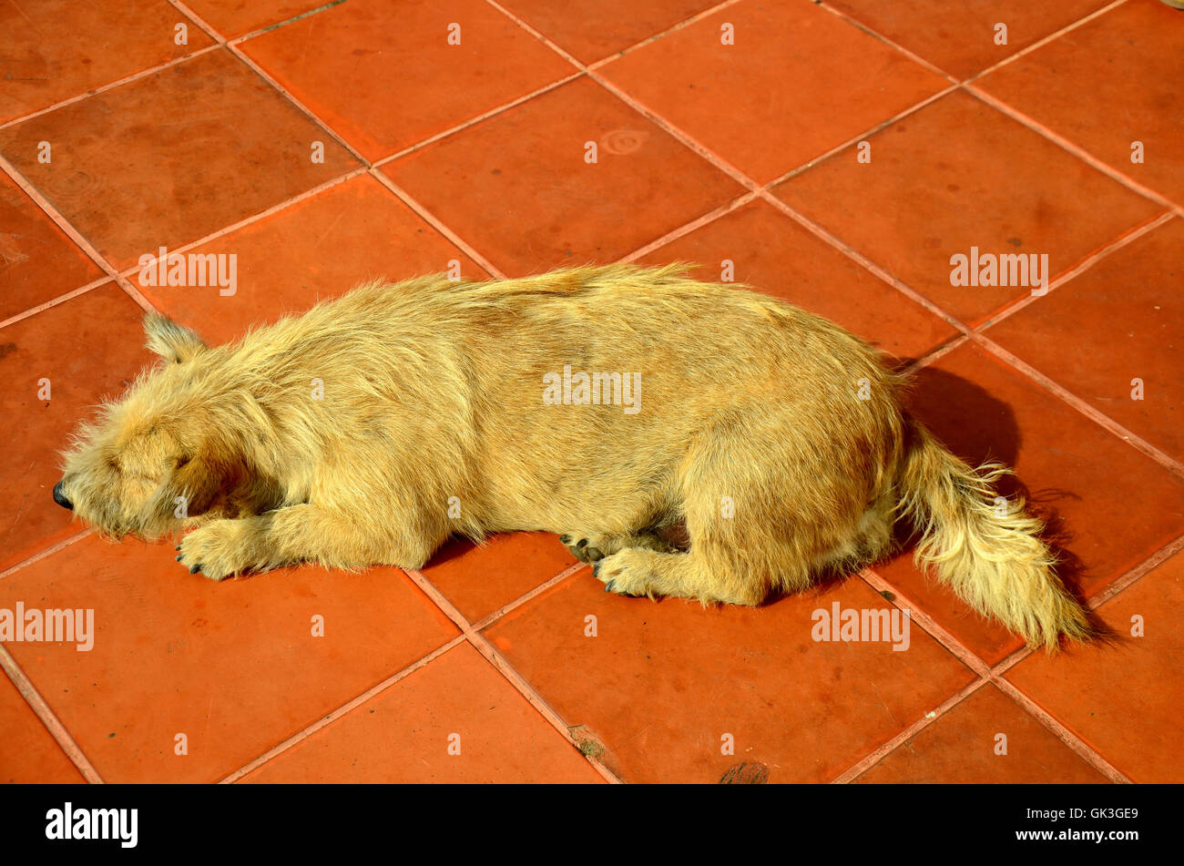 Lonely sad old dog abandoned thai domestic dog sleeping on floor at Phra That Choeng Chum temple in Sakon Nakhon, Thailand Stock Photo