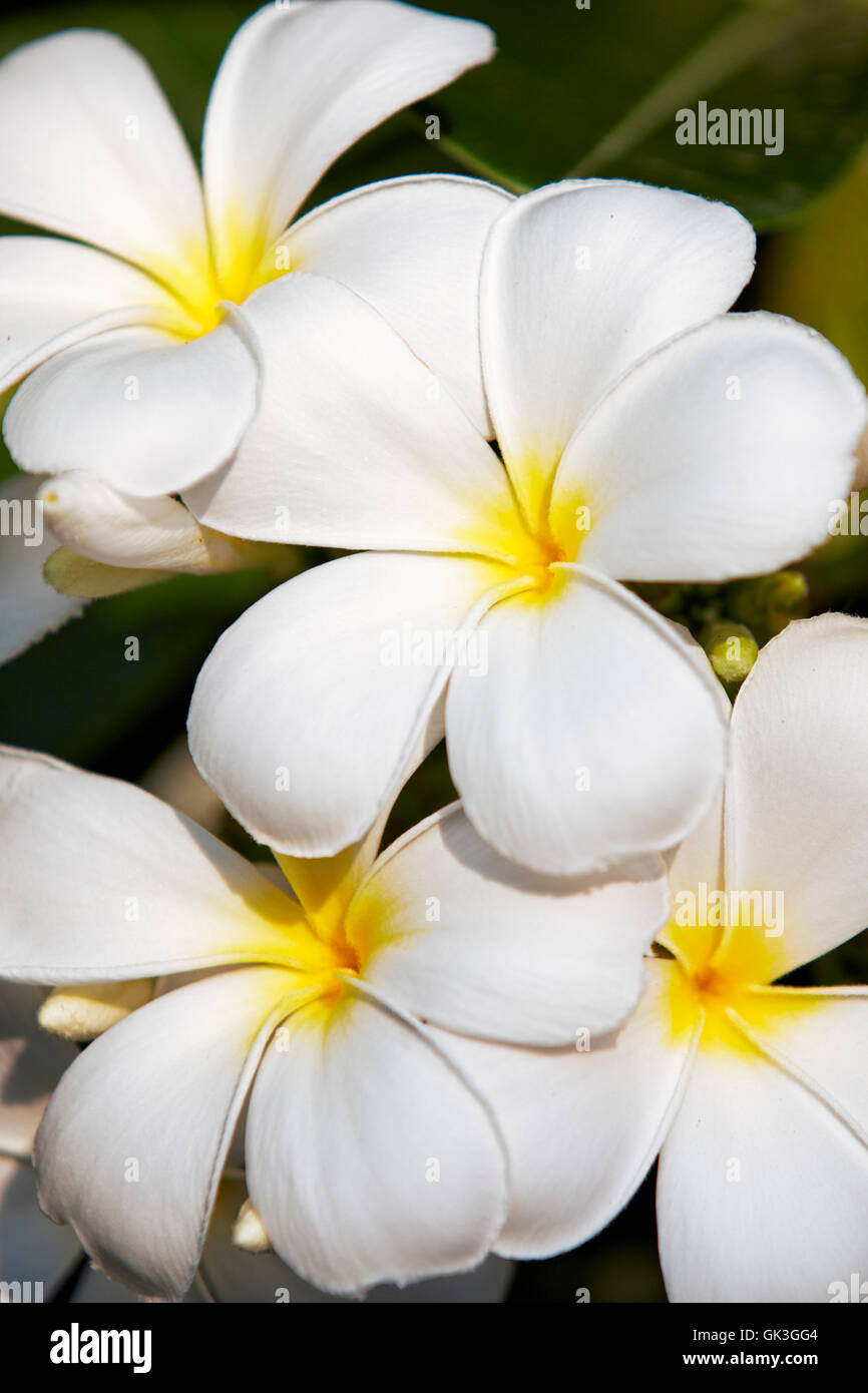 Frangipani flowers. Scientific name: Plumeria obtusa. Hoi An, Quang Nam Province, Vietnam. Stock Photo