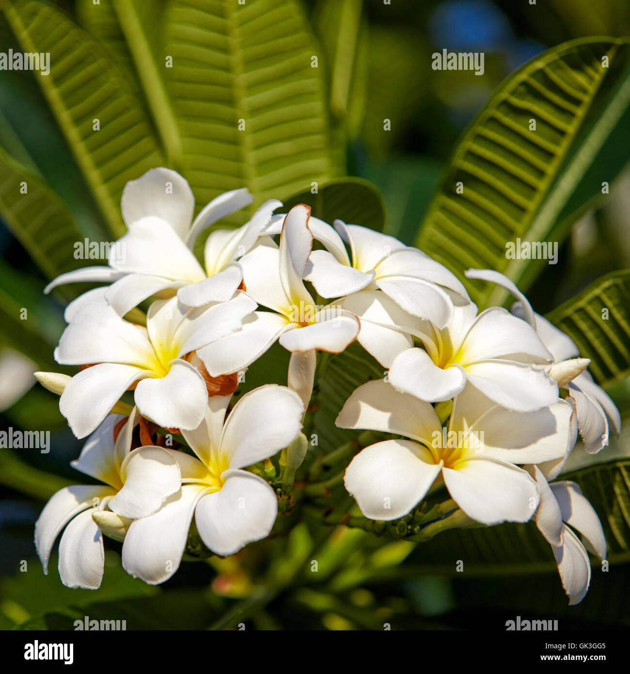 Frangipani flowers. Scientific name: Plumeria obtusa. Hoi An, Quang Nam Province, Vietnam. Stock Photo
