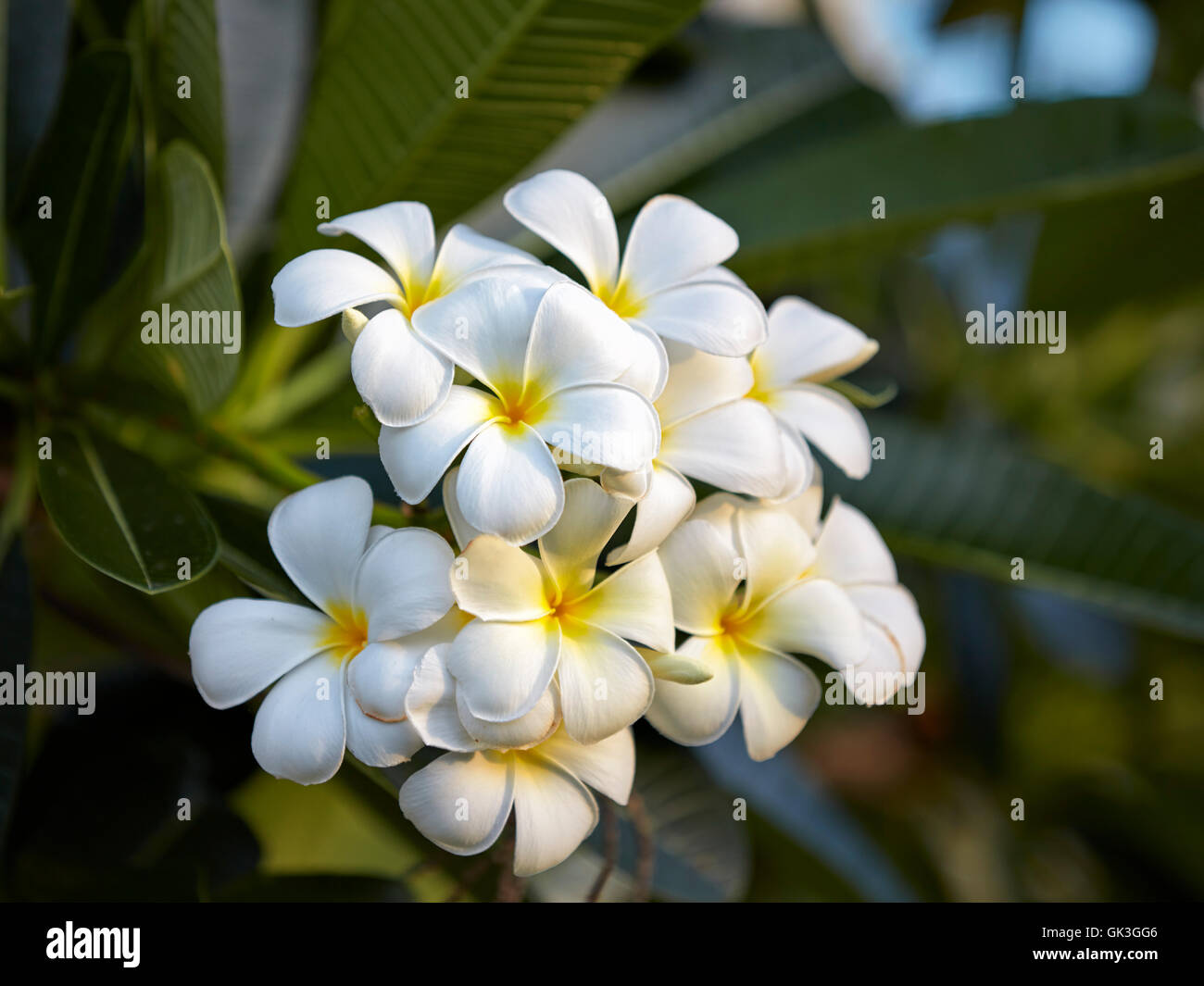 Frangipani flowers. Scientific name: Plumeria obtusa. Hoi An, Quang Nam Province, Vietnam. Stock Photo