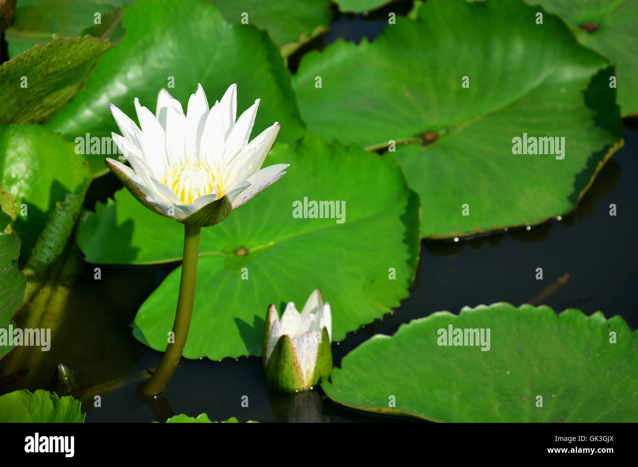 White lotus flower or water lily blossom with Molly fish or Swordtail fishes swimming in water tank at garden Stock Photo