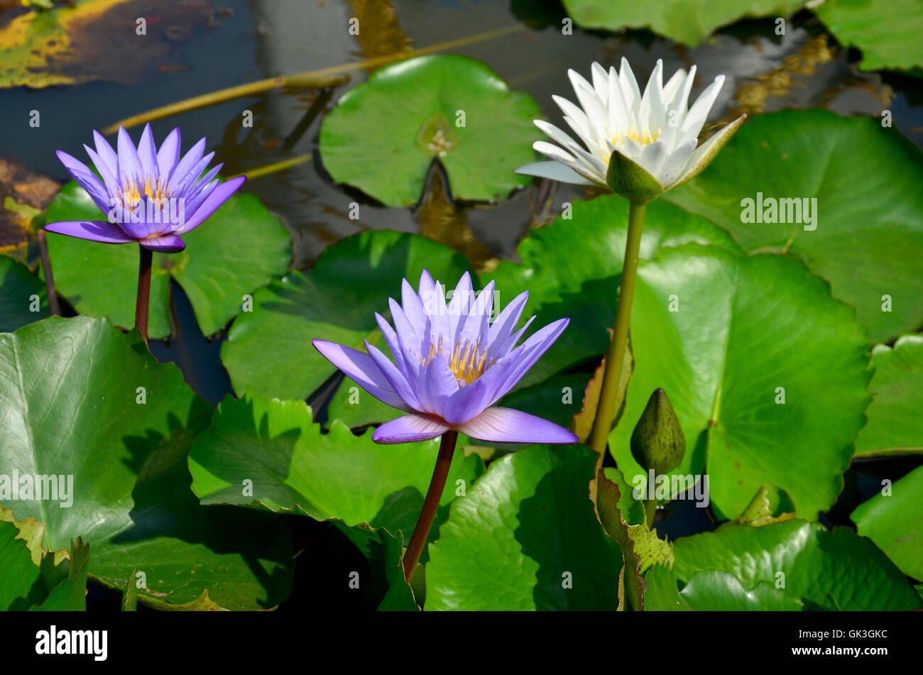 White lotus flower and violet water lily blossom with Molly fish or Swordtail fishes swimming in water tank at garden Stock Photo