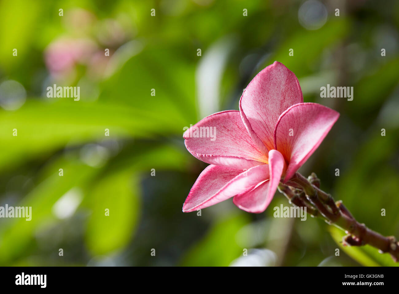 Frangipani (Plumeria) flower. Hoi An, Quang Nam Province, Vietnam. Stock Photo