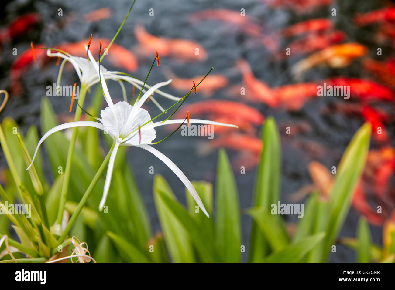 Spider lily flower. Scientific name Hymenocallis littoralis. Hoi An