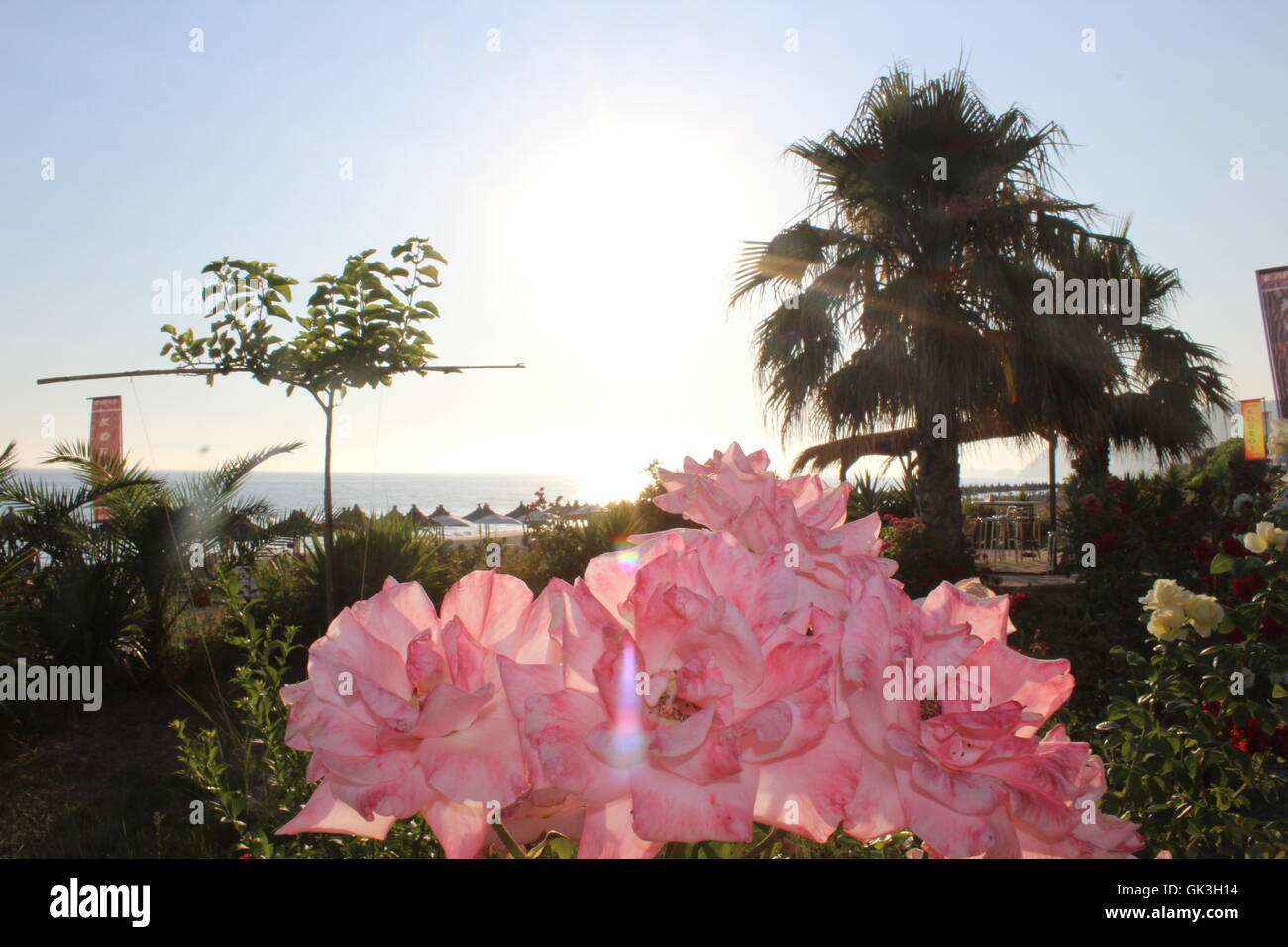 Most beautiful flower hi-res stock photography and images - Alamy