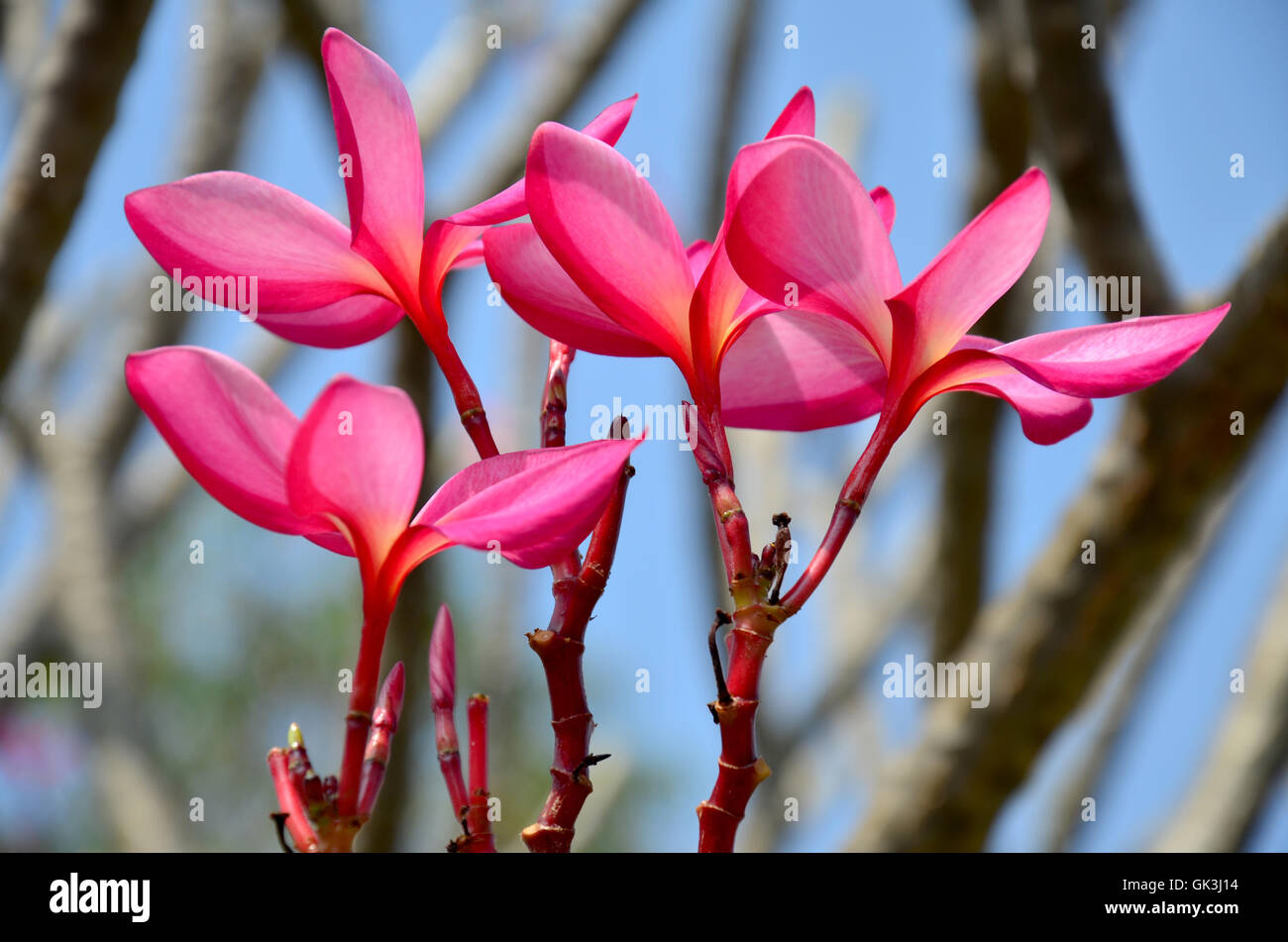 Frangipani plumeria templetree colorful flower hi-res stock photography and  images - Alamy