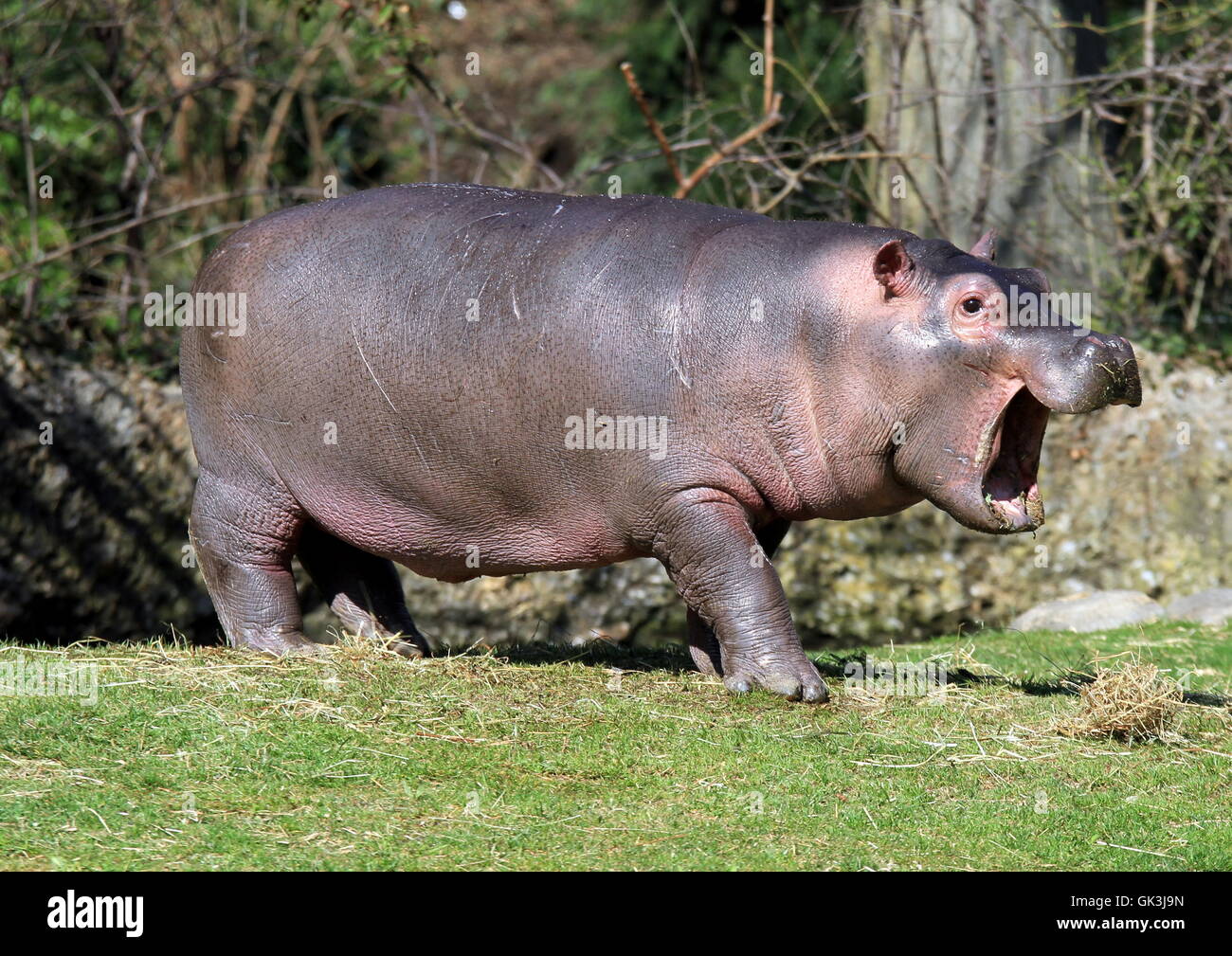 hippo Stock Photo