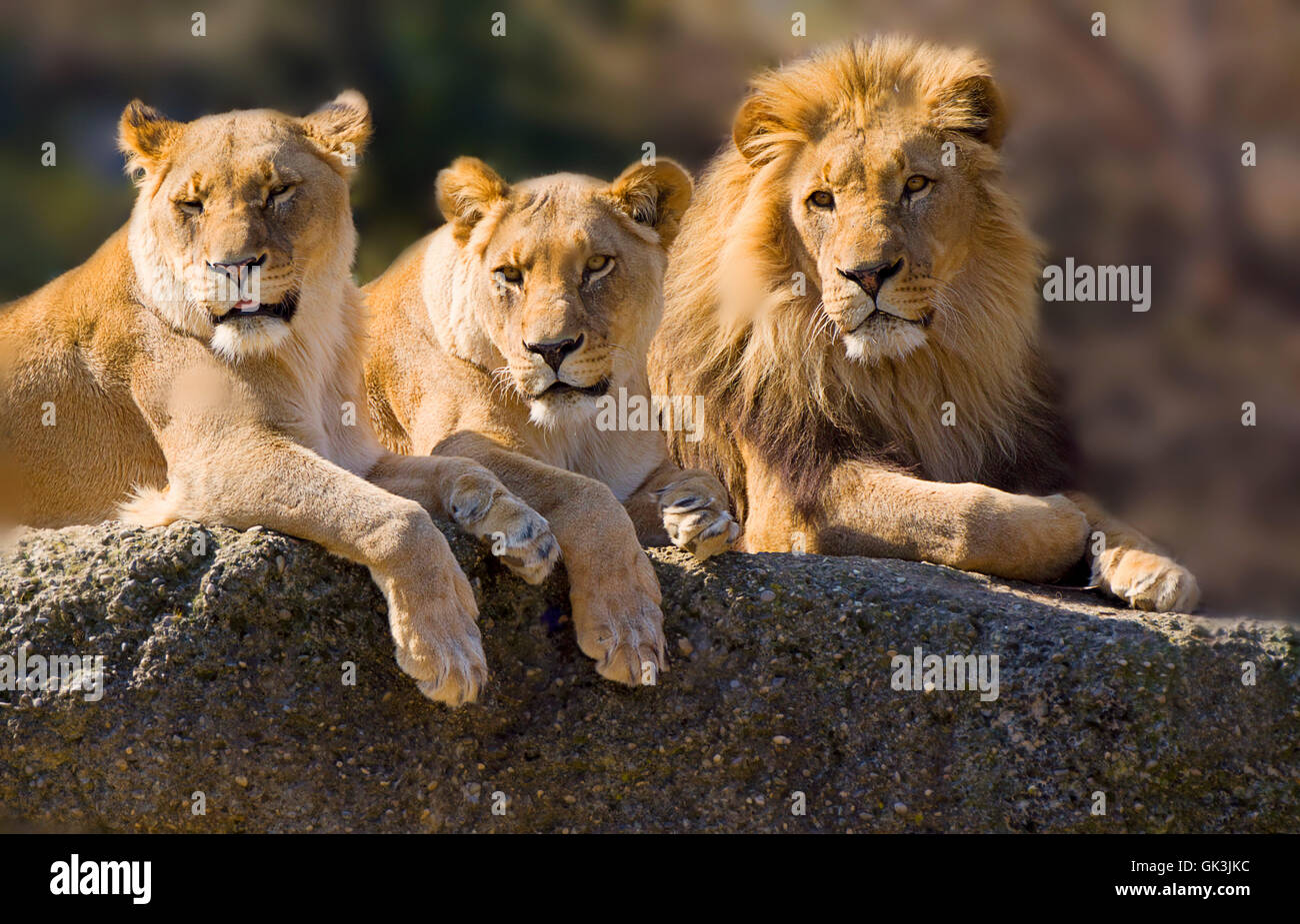 a cheerful trio Stock Photo