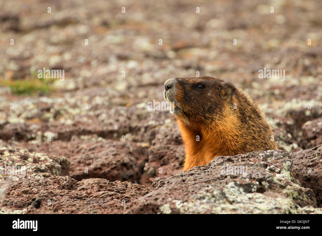 Yellowbellied marmot (Marmota flaviventris), Thousand Springs State Park, Earl Hardy Box Canyon