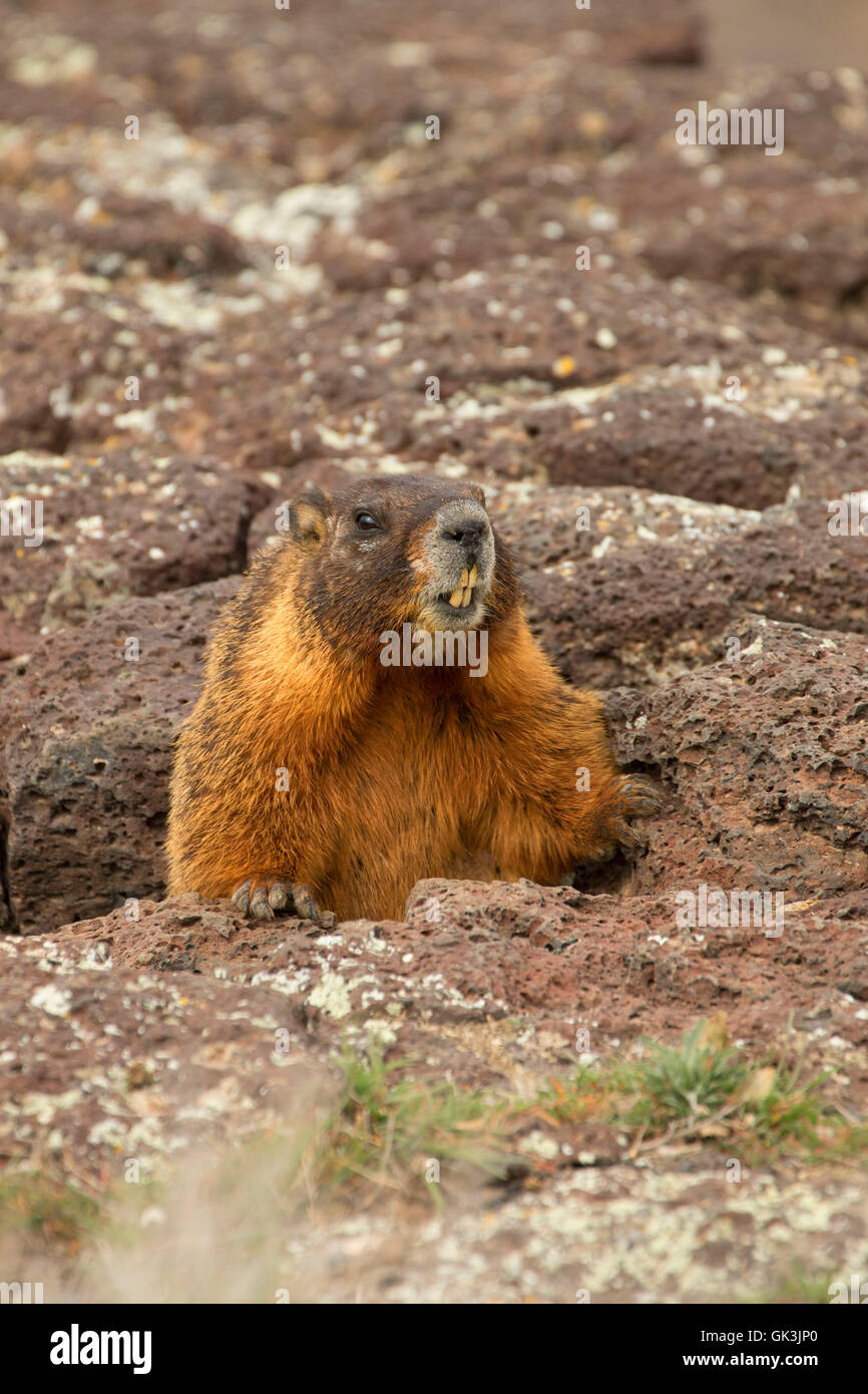 Yellowbellied marmot (Marmota flaviventris), Thousand Springs State