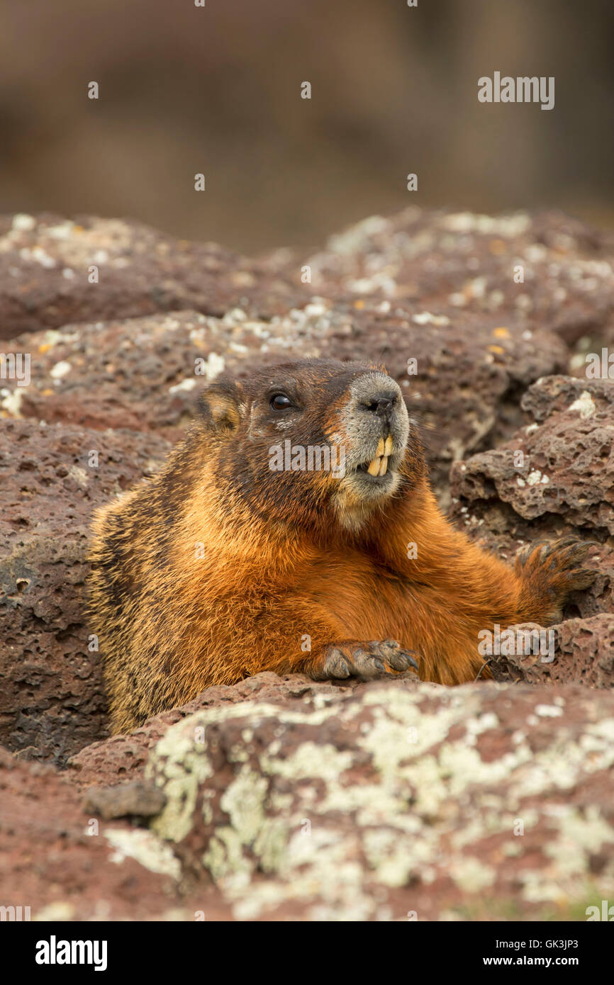 Yellowbellied marmot (Marmota flaviventris), Thousand Springs State