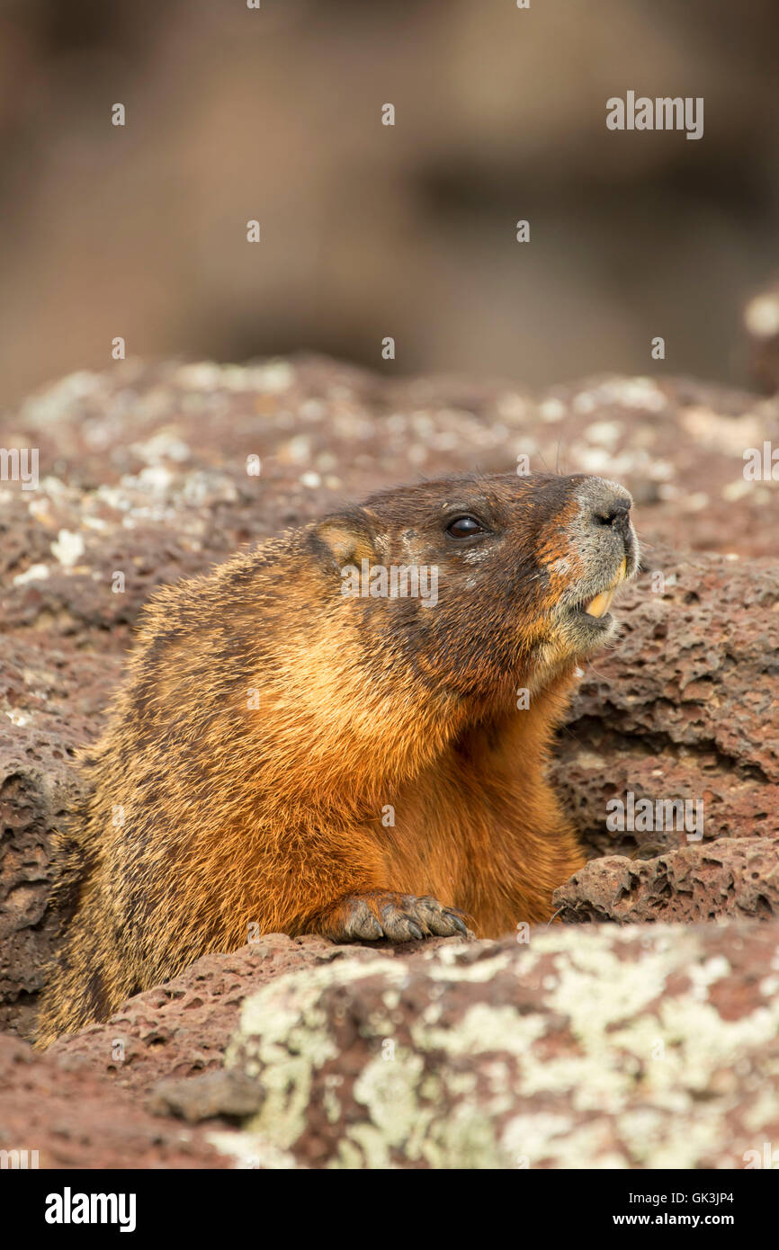 Yellowbellied marmot (Marmota flaviventris), Thousand Springs State Park, Earl Hardy Box Canyon