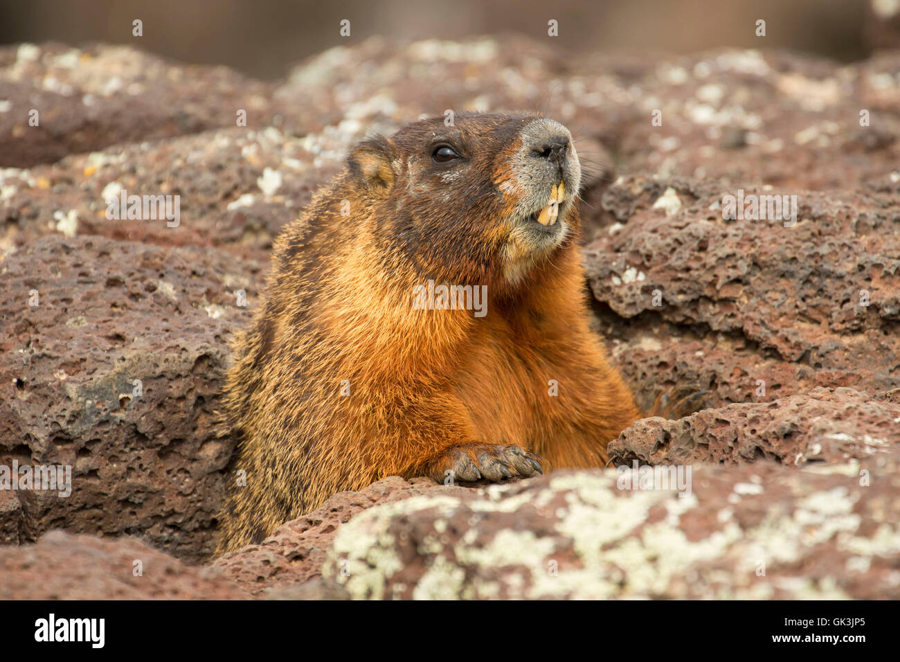 Yellowbellied marmot (Marmota flaviventris), Thousand Springs State
