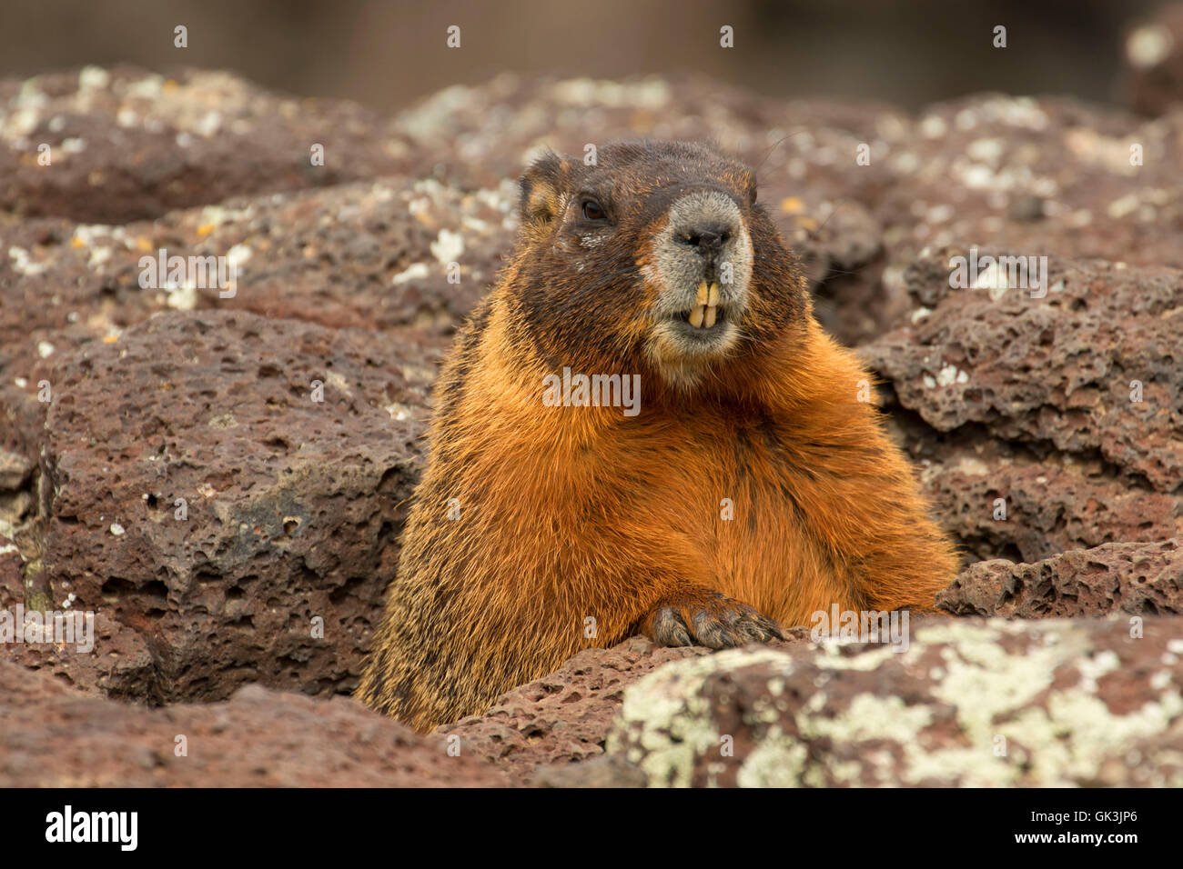 Yellowbellied marmot (Marmota flaviventris), Thousand Springs State