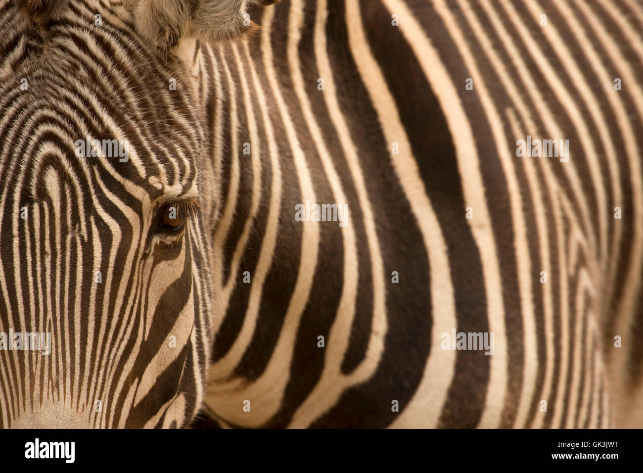 Grevy's zebra (Equus grevyi), Zoo Boise, Julia Davis Park, Boise, Idaho Stock Photo