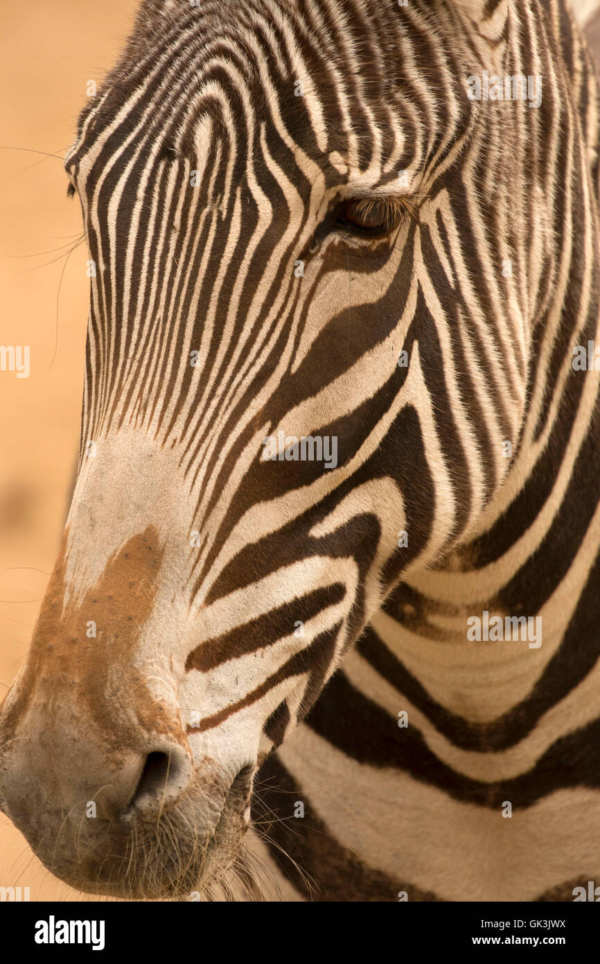 Grevy's zebra (Equus grevyi), Zoo Boise, Julia Davis Park, Boise, Idaho Stock Photo