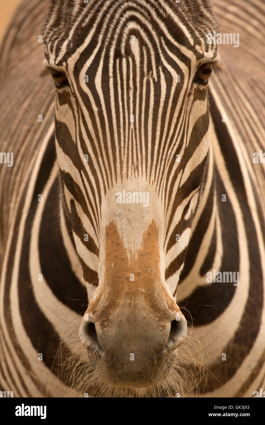 Grevy's zebra (Equus grevyi), Zoo Boise, Julia Davis Park, Boise, Idaho Stock Photo