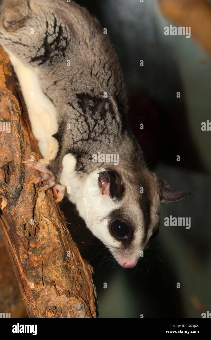 Sugar glider (Petaurus breviceps), Zoo Boise, Julia Davis Park, Boise
