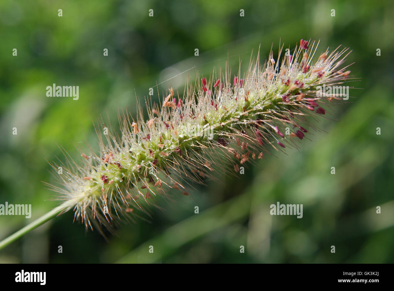 Meadow foxtail seed head close-up (Alopecurus pratensis), macro Stock Photo