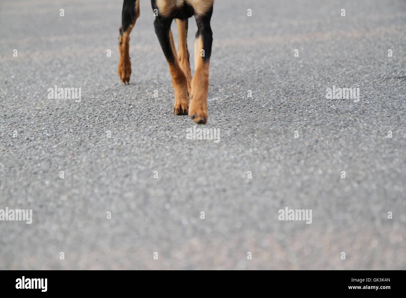Dog in Germany Stock Photo