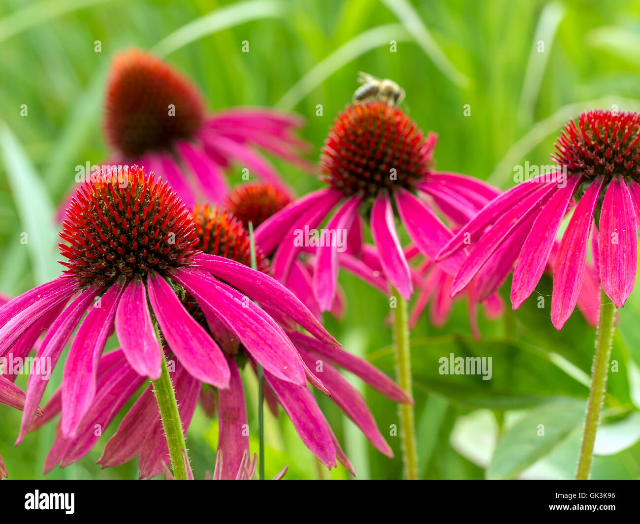 Bunch of purple echinacea flowers Stock Photo