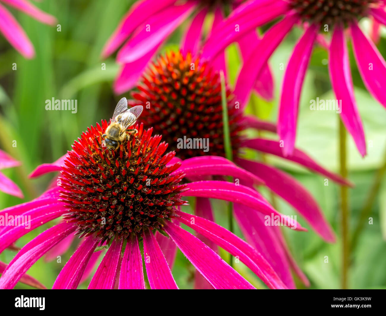 Bunch of purple echinacea flowers with bee Stock Photo Alamy