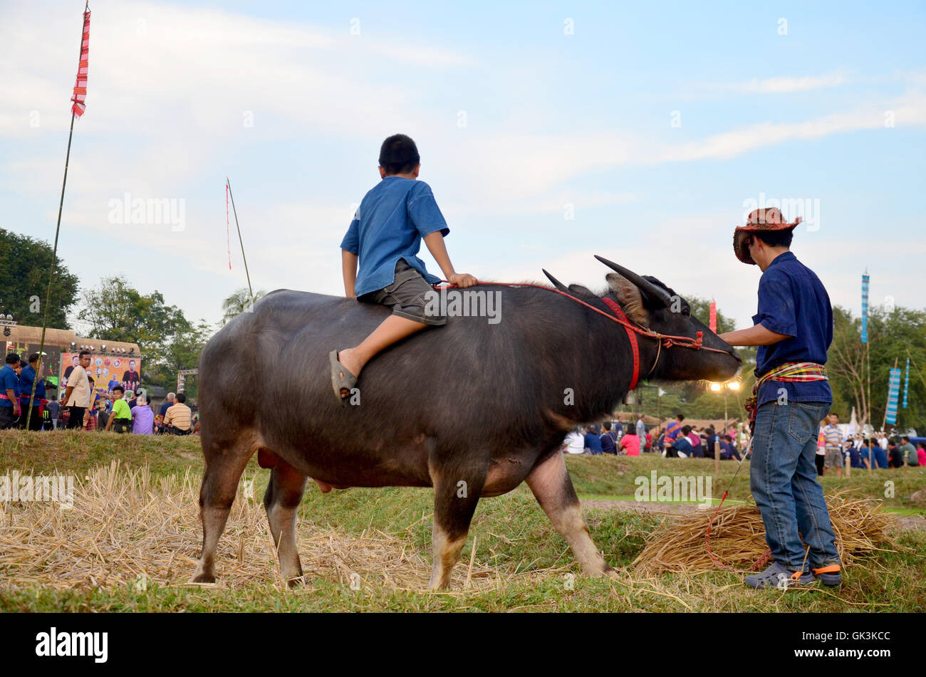 Children phu tai people sit and ride on water buffalo for show in phu thai  world day festival at Ban Non Hom on January 16, 2016 Stock Photo - Alamy