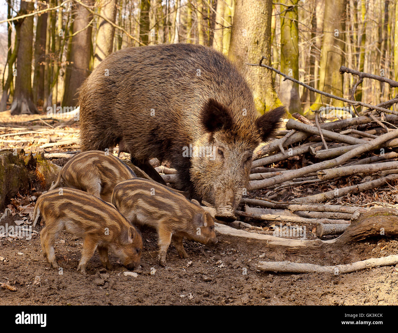 young wild boar Stock Photo