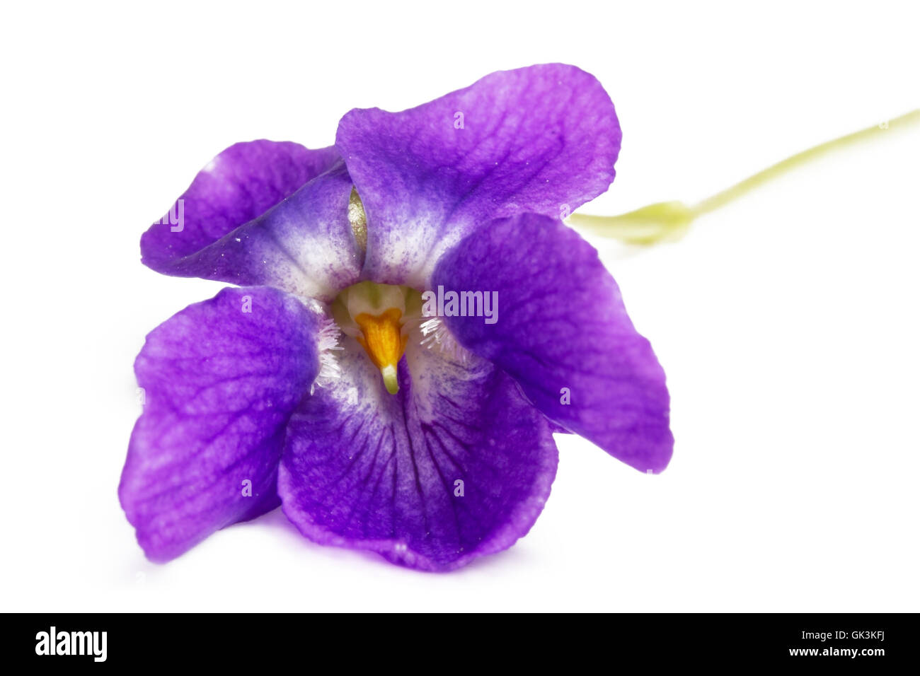 violets,close Stock Photo