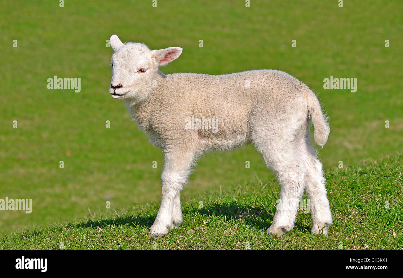 sheep wool easter Stock Photo