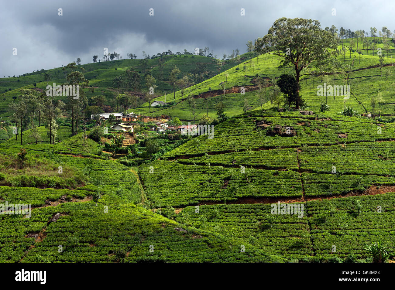 Hatton, Sri Lanka Tea estate, Hatton, Sri Lanka Image by