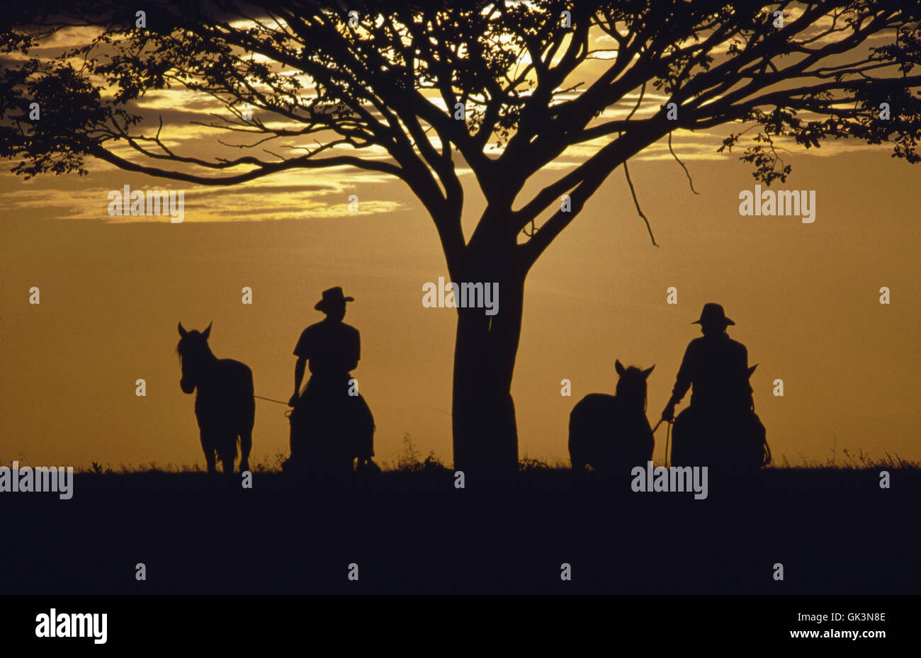 ca. 1980-1995, Colombia --- Cowboys silhouetted at sunset beneath a tree on the Casanare plains, Colombia. | Location: Casanare Stock Photo