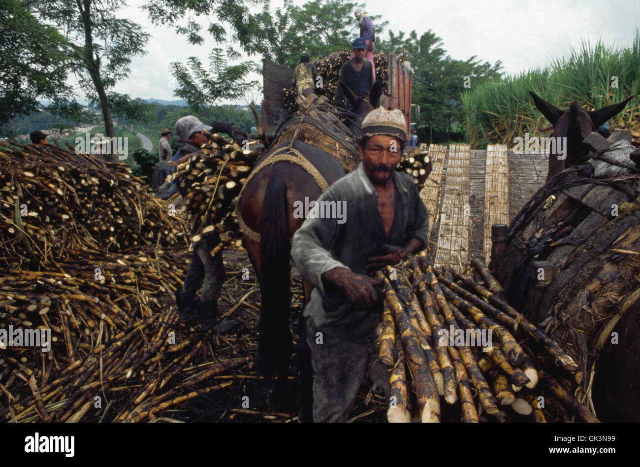 ca. 1980-1995, Colombia --- Harvested sugarcane is loaded onto a truck at the edge of a field near Buga, in Colombia. | Location Stock Photo