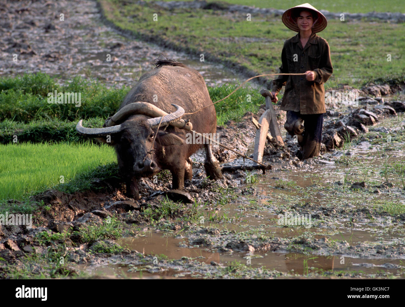 ca. 1980-1997, Lao Cai, Vietnam --- Peasant Plows Channel in Rice Paddy --- Image by © Jeremy Horner Stock Photo