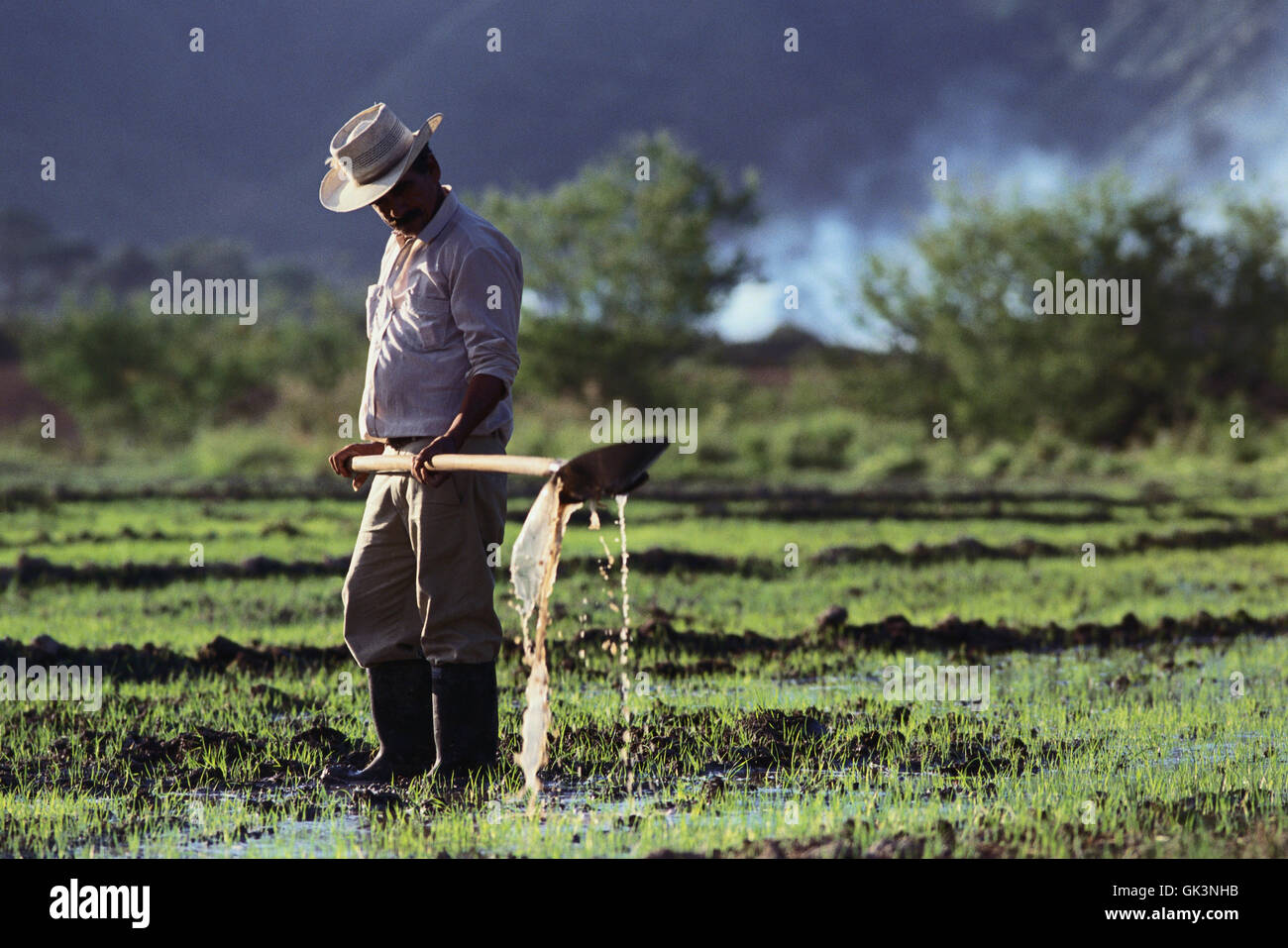 ca. 2003, Colombia --- Colombian Rice Farmer --- Image by © Jeremy Horner Stock Photo