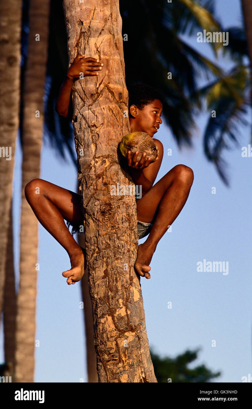 ca. 2003, Providencia Island, Colombia --- Colombian Boy Retrieving Coconut on Providencia --- Image by © Jeremy Horner Stock Photo