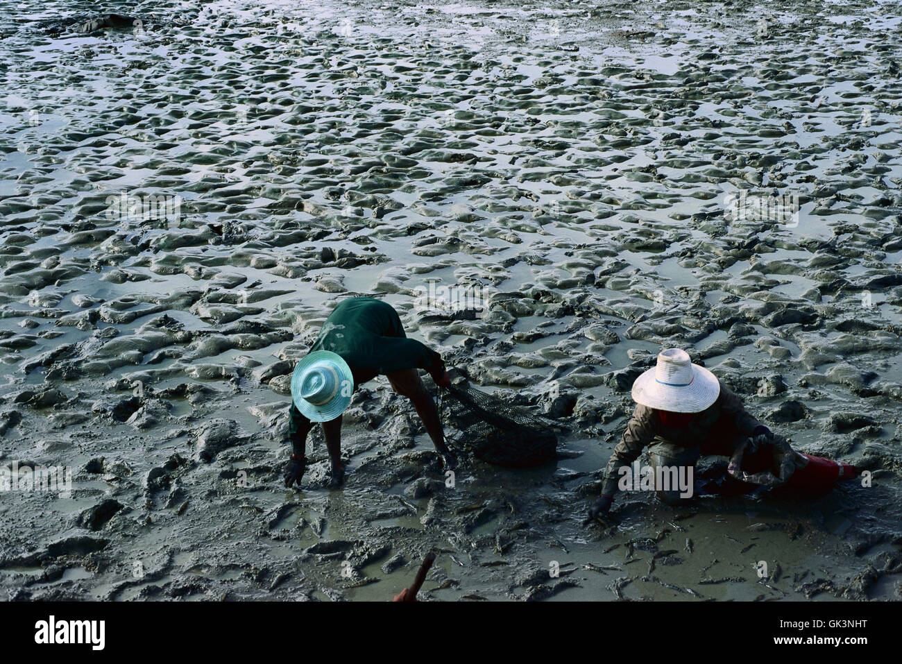 ca. 2003, Songkhla, Thailand --- Harvesting Shrimp from Pond --- Image by © Jeremy Horner Stock Photo