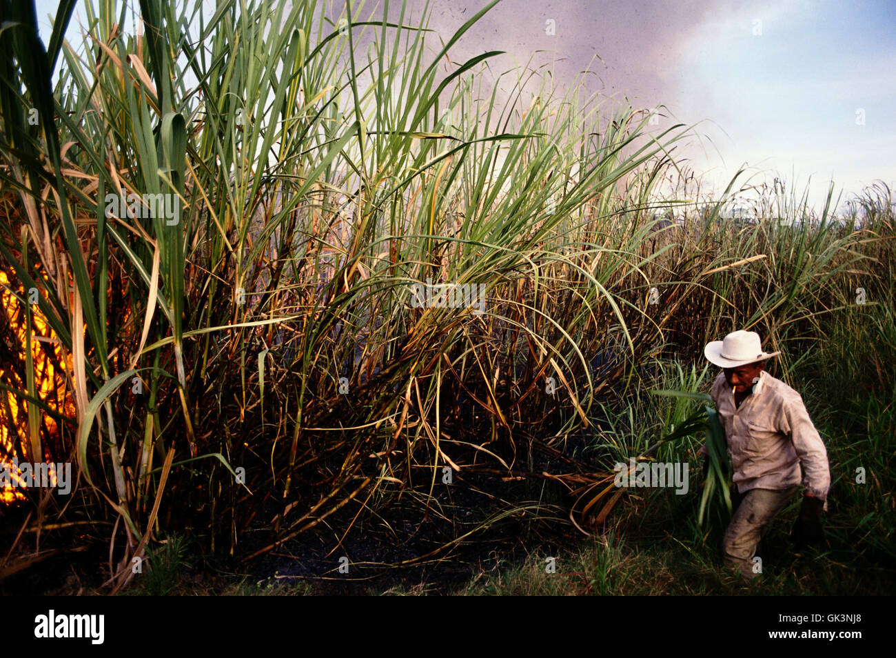 ca. 2003, Colombia --- At a Colombian sugar cane plantation, excess leaves are burned before the harvest of sugar cane. --- Imag Stock Photo