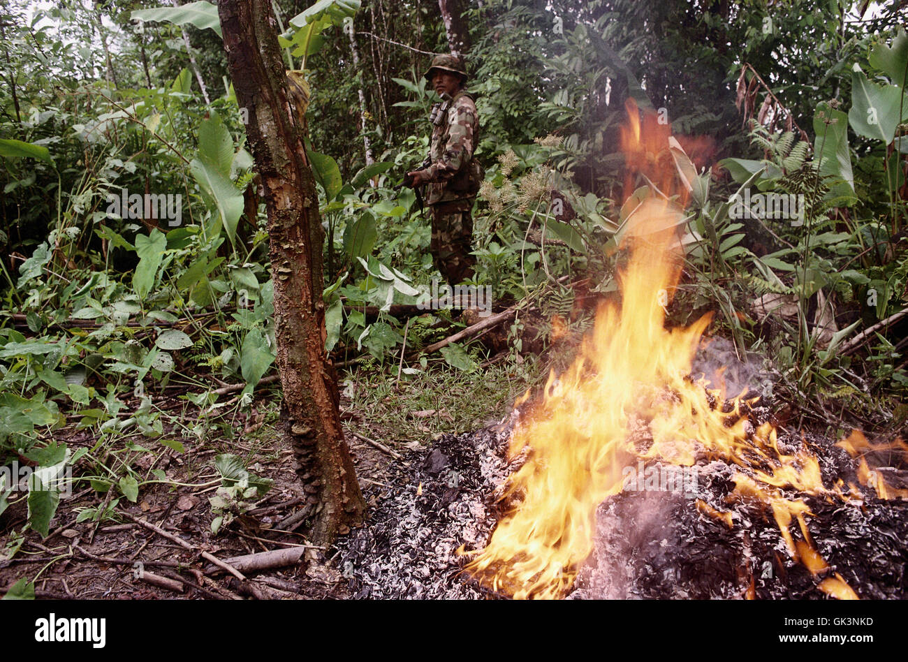ca. 2003, Chapare, Bolivia --- A Bolivian soldier stands by while seized illicit Coca leaves are burned in the forest. --- Image Stock Photo