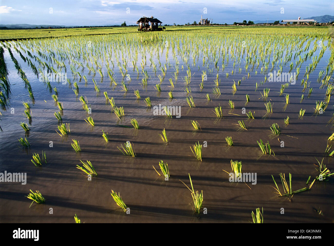 Thailand clumps rice plants fill hires stock photography and images