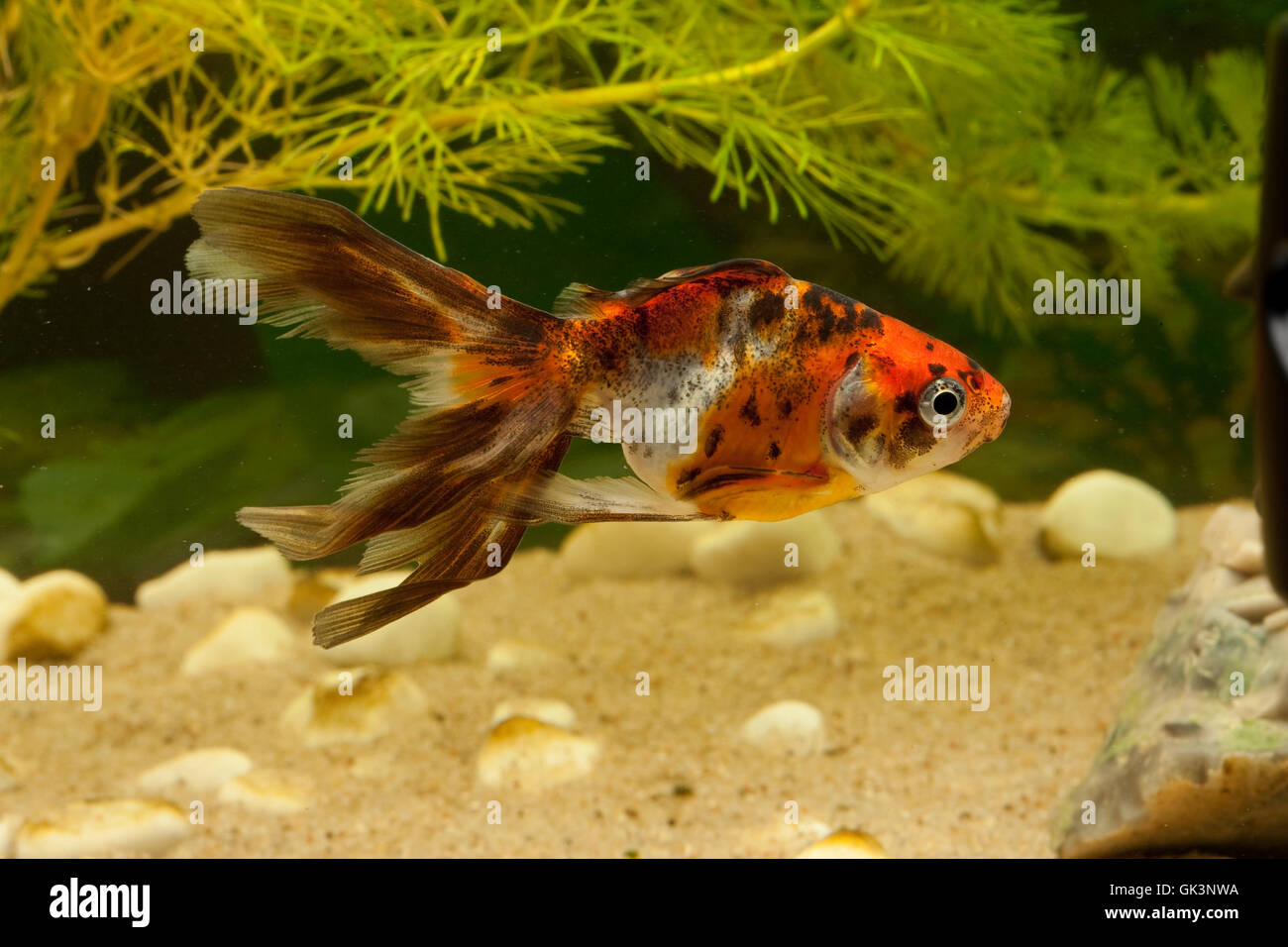 goldfish carp (cyprinidae) Stock Photo
