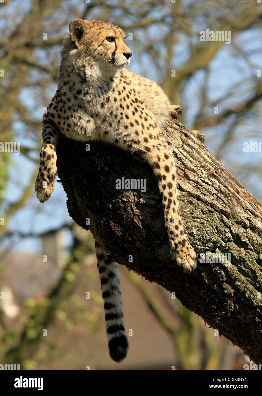 tree trunk watchful Stock Photo