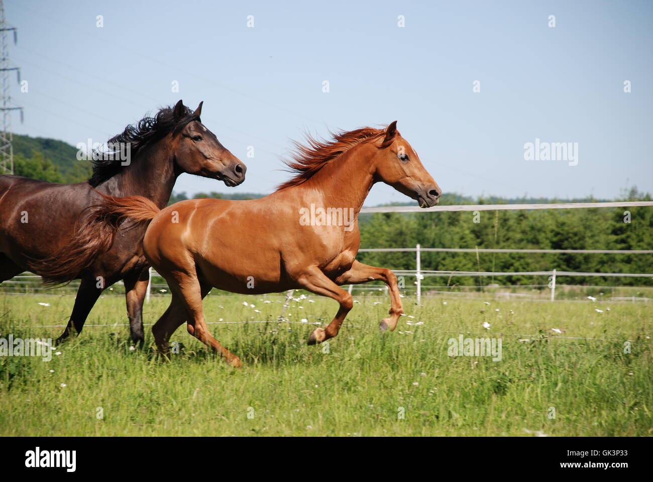 german riding ponies Stock Photo Alamy
