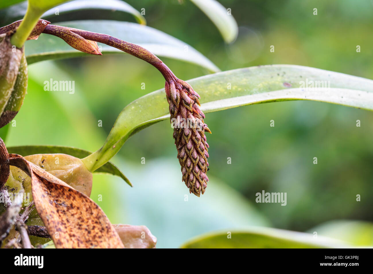 Bulbophyllum morphologorum Rare species wild orchids in forest of Thailand Stock Photo