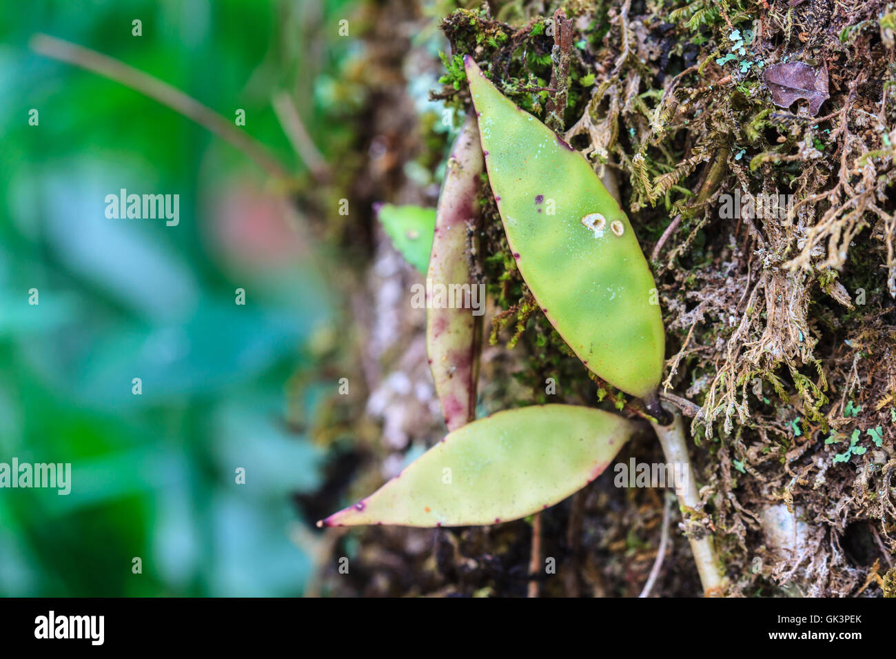 Aeschynanthus Hildebrandii, wild flowers in forest, Thailand Stock Photo