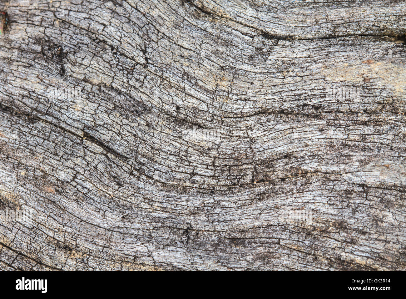 texture of bark wood use as natural background Stock Photo - Alamy