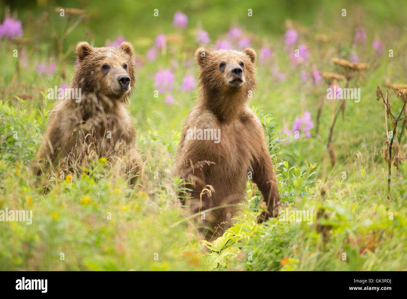 Kodiak Brown Bear cubs on Kodiak National Wildlife Refuge in Kodiak Island, Alaska. Stock Photo