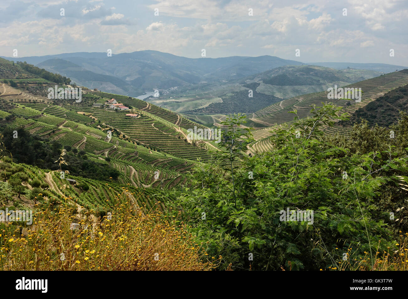 The vineyards of the Douro valley. Portugal. Europe Stock Photo